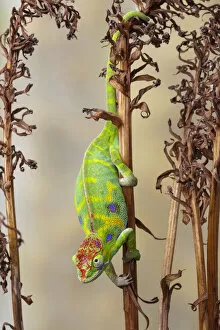 Images Dated 13th May 2021: Minors chameleon (Furcifer minor), female, climbing down dried plant stalk
