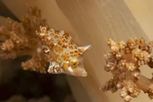 Malaysia Prints: Minute / Dwarf filefish (Rudarius minutus) just over an inch long as an adult
