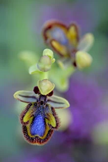Orchid Gallery: Mirror orchid (Ophrys speculum) in the Sierra de Grazalema Natural Park, El Bosque