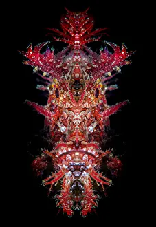 Mirrored portrait of a Weedy scorpionfish (Rhinopias frondosa)