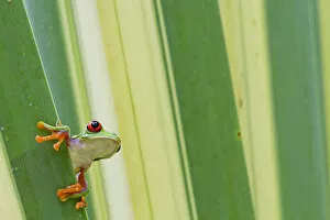 Misfit / Jumping leaf frog (Agalychnis saltator) looking out from behind leaf, Siquirres
