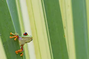Misfit / Jumping leaf frog (Agalychnis saltator) looking out from behind leaf, Siquirres