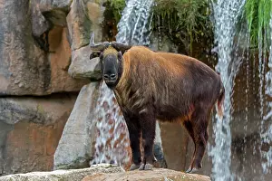 Mishmi takin (Budorcas taxicolor taxicolor) portrait. Captive, occurs in India, Myanmar and China. Endangered