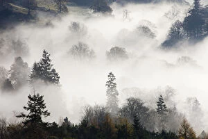 Autumn Gallery: Mist caused by a temperature inversion over woodland near Ambleside, Lake District, England, UK