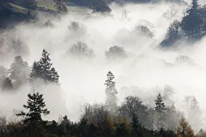 Mist caused by a temperature inversion over woodland near Ambleside, Lake District, England, UK