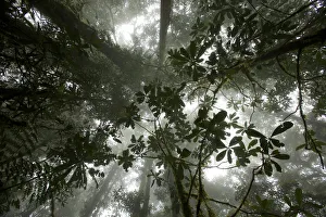 Mystery Prints: Mist in the cloud forest at Sombom Ridge, Saruwaged Range, Huon Peninsula, Papua