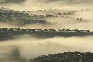 Mist over dehesa landscape, Monfrague National Park, Extremadura, Spain, February 2007
