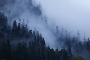 Tom Schandy Prints: Mist drifting over a Nordmann fir (Abies nordmanniana) forest, near Dombay, Teberdinsky