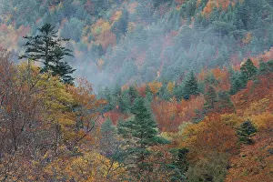 Mist Prints: Mist over forested valley in autumn