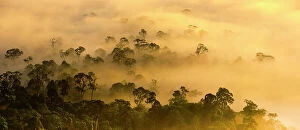 Images Dated 2nd October 2011: Mist hanging over lowland rainforest just after sunrise in the heart of Maliau Basin - Sabah's