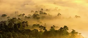 Malaysia Prints: Mist hanging over lowland rainforest just after sunrise in the heart of Maliau Basin - Sabah's Lost World'