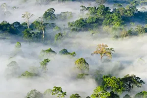 Malaysia Prints: Mist and low cloud hanging over lowland Dipterocarp Rainforest, just after sunrise