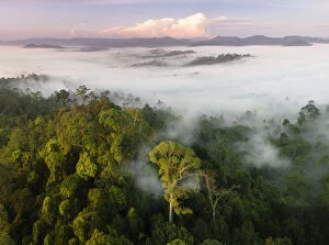 Mist and low cloud hanging over lowland rainforest, just after sunrise, with Menggaris Tree
