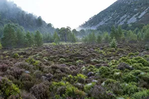 Images Dated 26th May 2022: Mist surrounding Caledonian forest in the Ryvoan Pass, Cairgorms National Park, Scotland, UK