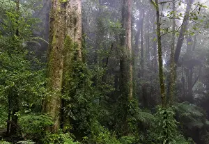 Queensland Prints: Mist through trees in Eastern Australian temperate rainforest