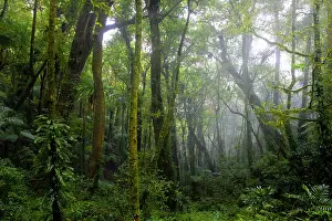 Mist Prints: Mist through trees in Eastern Australian temperate rainforest