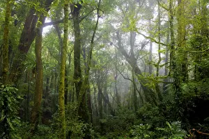 Mist Prints: Mist through trees in Eastern Australian temperate rainforest