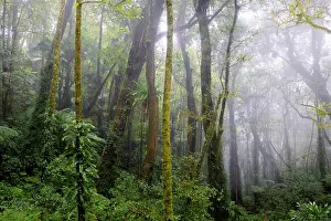 Verdant Prints: Mist among trees in high altitude rainforest