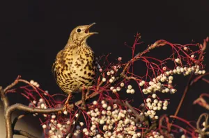 Mistle thrush (Turdus viscivorus) calling perched on rowan tree. London, UK. December
