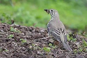 True Thrush Prints: Mistle thrush (Turdus viscivorus) collecting worms, food for chicks, Edinburgh, UK. April