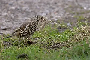 Grass Prints: Mistle thrush (Turdus viscivorus) gathering dried strands of grass for nest