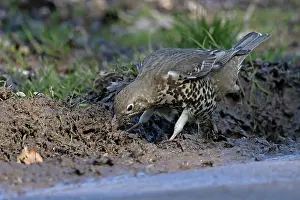 Collecting Prints: Mistle thrush (Turdus viscivorus) gathering material for nest.
Norwich, UK. March