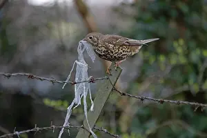 Man Made Material Prints: Mistle thrush (Turdus viscivorus) gathering plastic waste for nest.
Norwich, UK. March