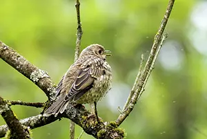 Lake District Prints: Mistle thrush (Turdus viscivorus) juvenile