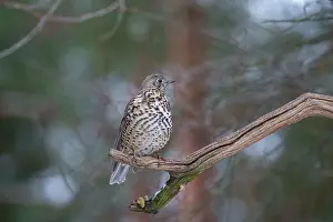 Spotted Prints: Mistle thrush (Turdus viscivorus) perched on a branch
