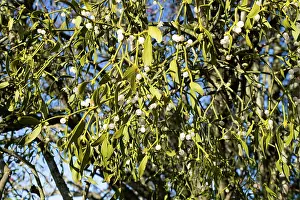 Parasites Prints: Mistletoe (Viscum album) berries