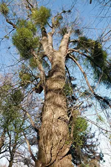 Malpighiales Prints: Mistletoe (Viscum album) parasitizing Carolina poplar (Populus x canadensis) tree