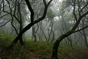 Images Dated 19th March 2009: Misty forest in the Pico de Encumeada area, Madeira, March 2009