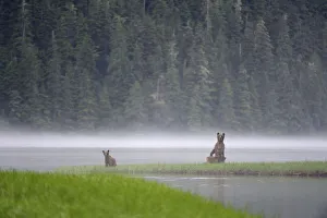 Distant Prints: On a misty morning, female Grizzly bear (Ursus arctos horribilis) standing up in alert