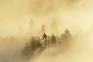 Images Dated 5th November 2011: A misty morning over a mixed woodland in autumn. Kinnoull Hill Woodland Park