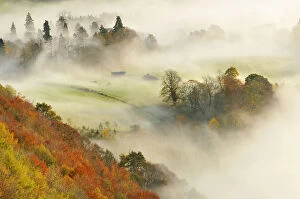A misty morning over a mixed woodland in autumn, Kinnoull Hill Woodland Park