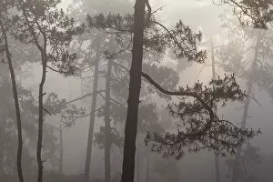 January 2023 Highlights Gallery: Misty Pine (Pinus) forest. Milpa Alta forest, outskirts of Mexico City, Mexico. June