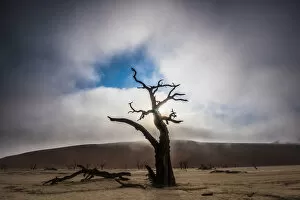 Images Dated 19th August 2015: A misty sunrise over tree silhouette in Deadvlei, Namibia