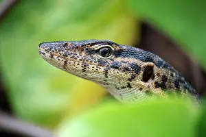 Lizard Prints: Mitchell's water monitor (Varanus mitchelli) peering out from coastal vegetation