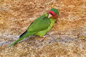 Preens Prints: Mitred parakeet (Psittacara mitratus) perched on rock ledge