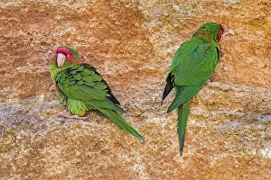 Psittacidae Prints: Two Mitred parakeets (Psittacara mitratus) perched on rock ledge
