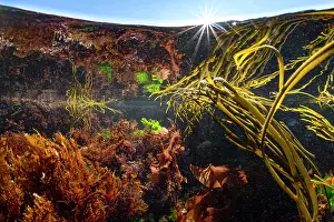 Invasive Prints: Mixed algae species including invasive Harpoon weed (Asparagopsis armata) and Sea spaghetti (Himanthalia elongata)