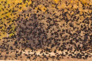 Agelaius Gallery: Mixed Blackbird flock, mostly Red-winged Blackbirds (Agelaius phoeniceus), in flight