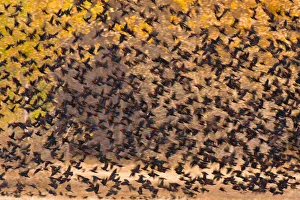 Agelaius Prints: Mixed Blackbird flock, mostly Red-winged Blackbirds (Agelaius phoeniceus), in flight