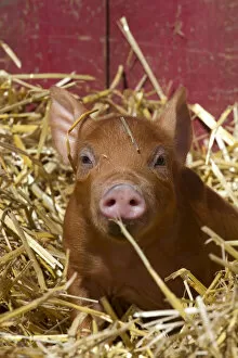 Pigs Gallery: Mixed-breed piglet in straw, Maple Park, Illinois, USA