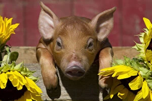 Pigs Gallery: Mixed-breed piglet in wooden box with sunflowers, Maple Park, Illinois, USA