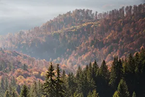 Conifers Prints: Mixed Common beech (Fagus sylvatica) and Spruce (Picea abies) forests in autum colours