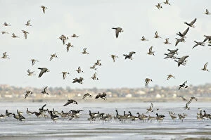 Images Dated 16th October 2010: Mixed flock of Dark-bellied brent geese (Branta bernicla bernicla) and Black-tailed godwit