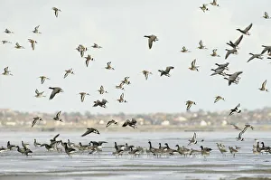 Greater Thames Futurescapes Prints: Mixed flock of Dark-bellied brent geese (Branta bernicla bernicla) and Black-tailed godwit
