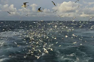 Images Dated 6th October 2011: Mixed flock of Northern gannets (Morus bassanus) and gulls (Larus) feeding in the