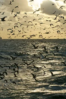 Mixed flock of Northern gannets (Morus bassanus) and gulls (Larus) feeding in
